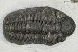 Adrisiops Weugi Trilobite - Recently Described Phacopid #115087-2